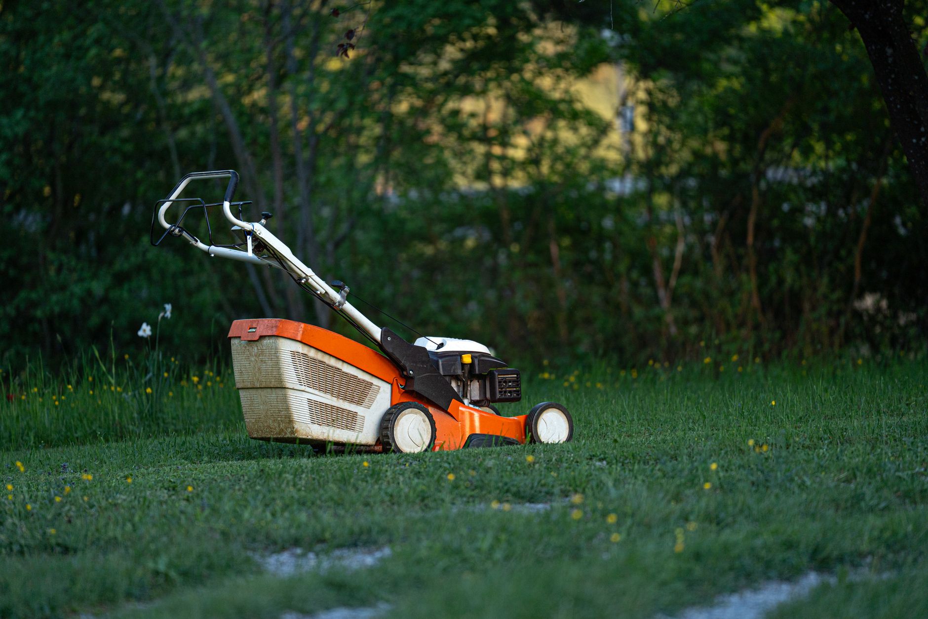 A homeowner mowing a lush green residential lawn on a sunny summer day.